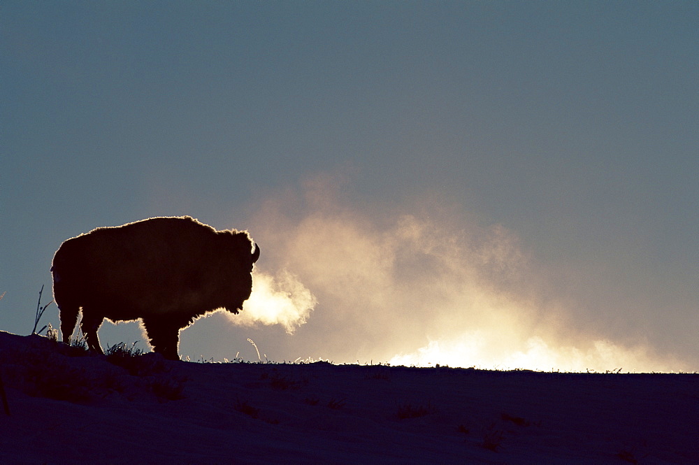 Bison (Bison bison), Yellowstone National Park, Wyoming, United States of America, North America