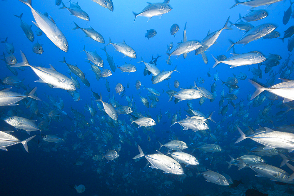 Shoal of Bigeye Trevally, Caranx sexfasciatus, Felidhu Atoll, Maldives