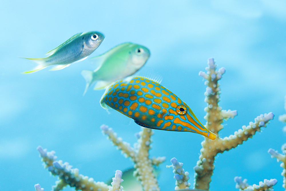 Longnose Filefish, Oxymonacanthus longirostris, Thaa Atoll, Maldives