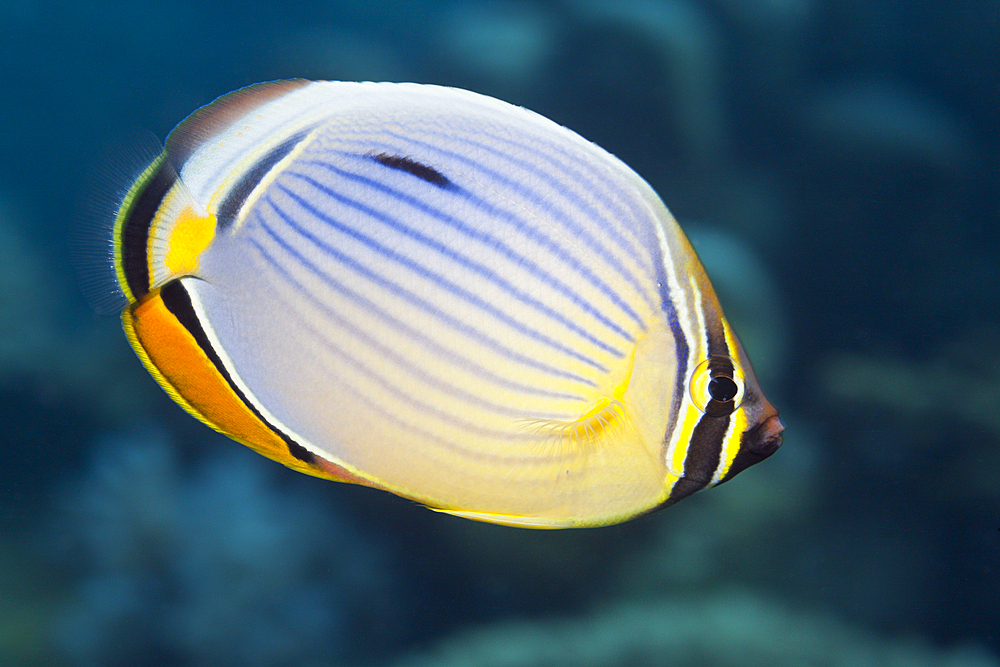 Redfin Butterflyfish, Chaetodon trifasciatus, Thaa Atoll, Maldives