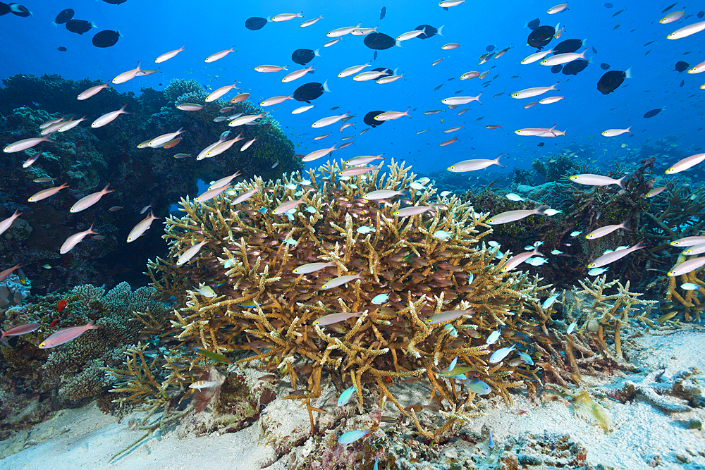 Shoal of Banana Fusiliers over Reef, Pterocaesio pisiang, Thaa Atoll, Maldives