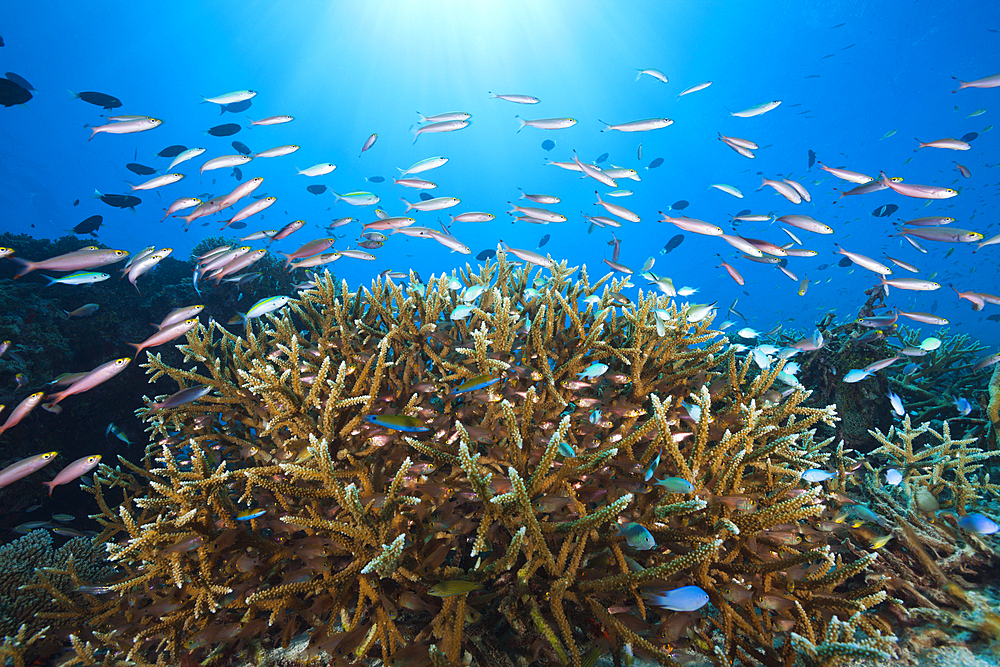 Shoal of Banana Fusiliers over Reef, Pterocaesio pisiang, Thaa Atoll, Maldives