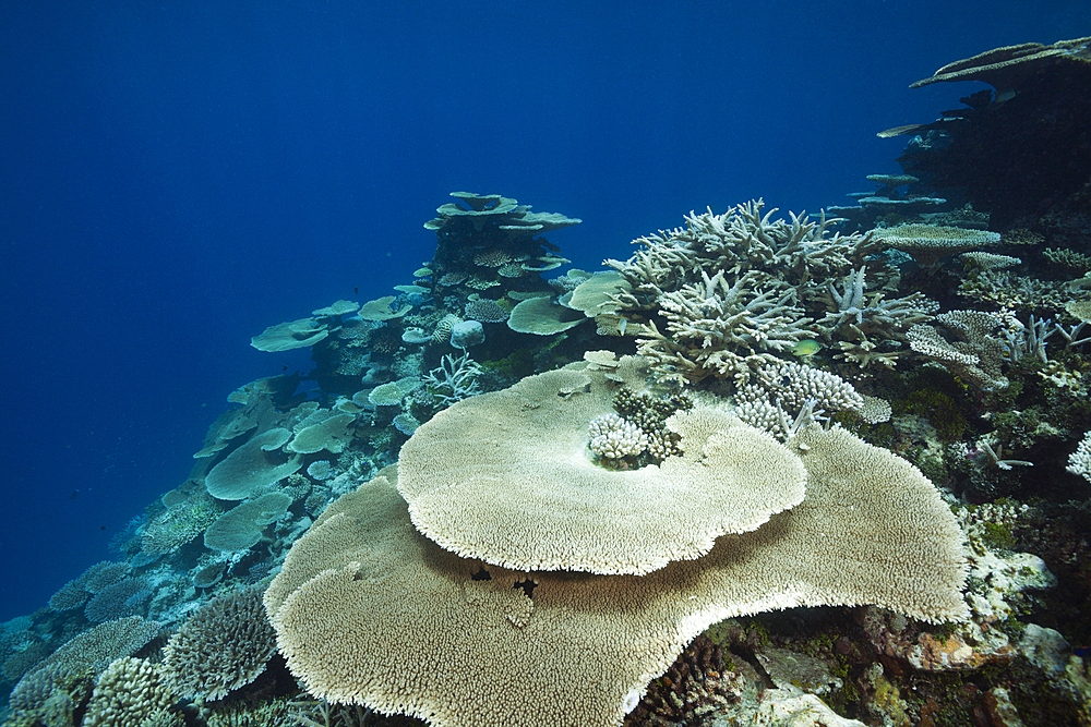 Table Corals growing at Reef, Acropora sp., Thaa Atoll, Maldives