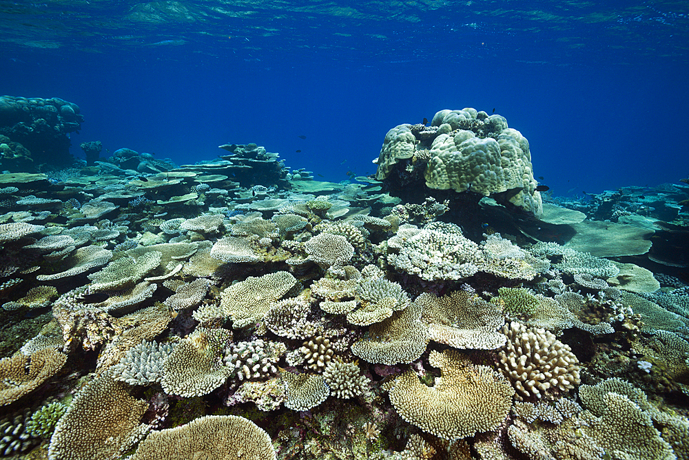 Table Corals growing at Reef, Acropora sp., Thaa Atoll, Maldives