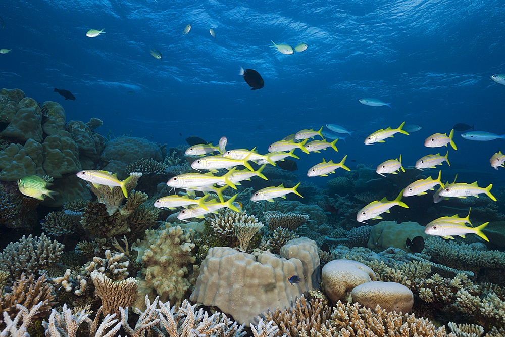 Shoal of Yellowfin Goatfish, Mulloidichthys vanicolensis, Thaa Atoll, Maldives