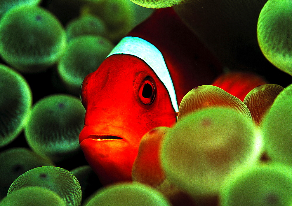 Spinecheek clownfish, Premnas aculeatus, Micronesia, Pacific ocean