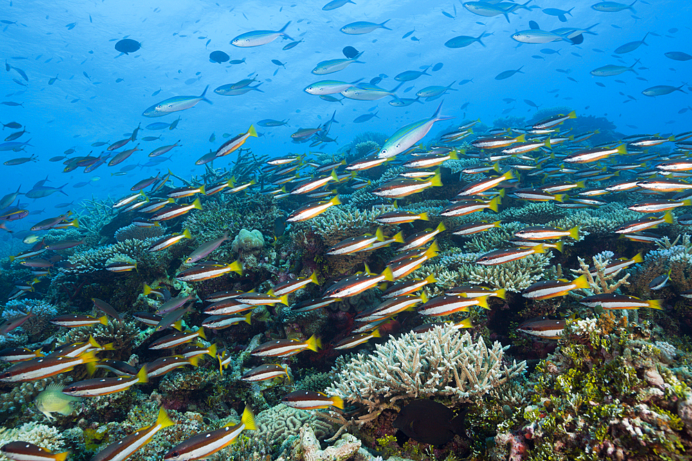 Shoal of Twospot Snapper, Lutjanus biguttatus, Thaa Atoll, Maldives