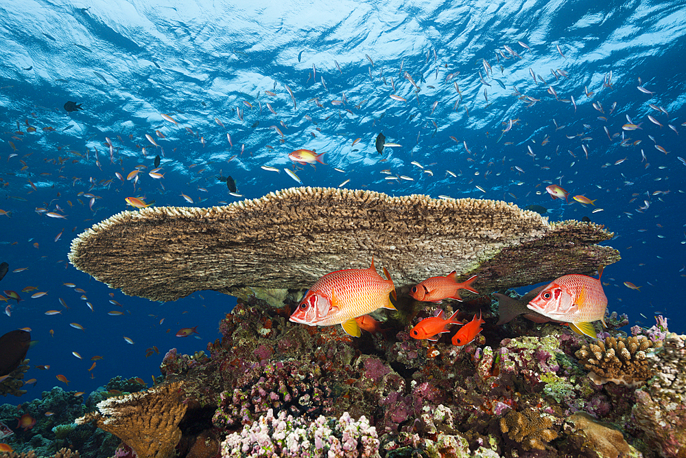 Longjawed Squirrelfish underneath Tabe Coral, Sargocentron spiniferum, Thaa Atoll, Maldives