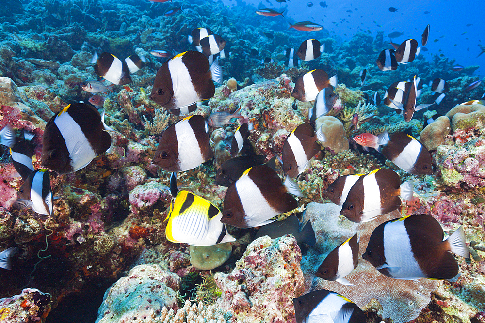 Black Pyramid Butterflyfish, Hemitaurichthys zoster, Thaa Atoll, Maldives