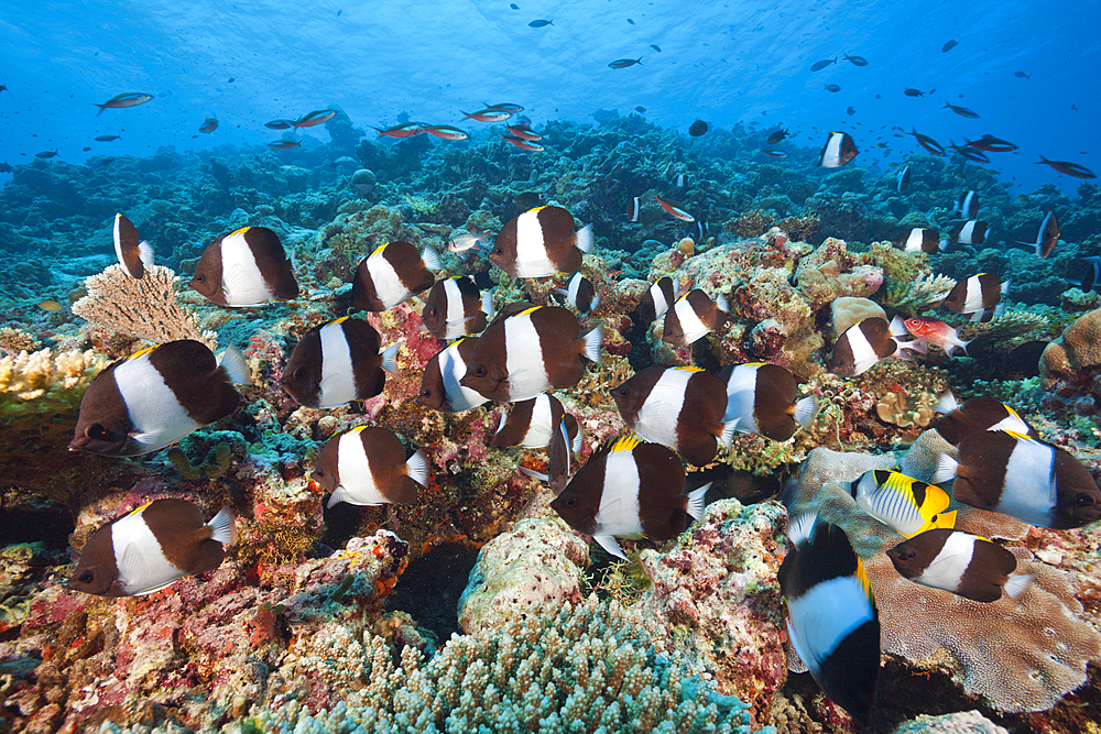 Black Pyramid Butterflyfish, Hemitaurichthys zoster, Thaa Atoll, Maldives