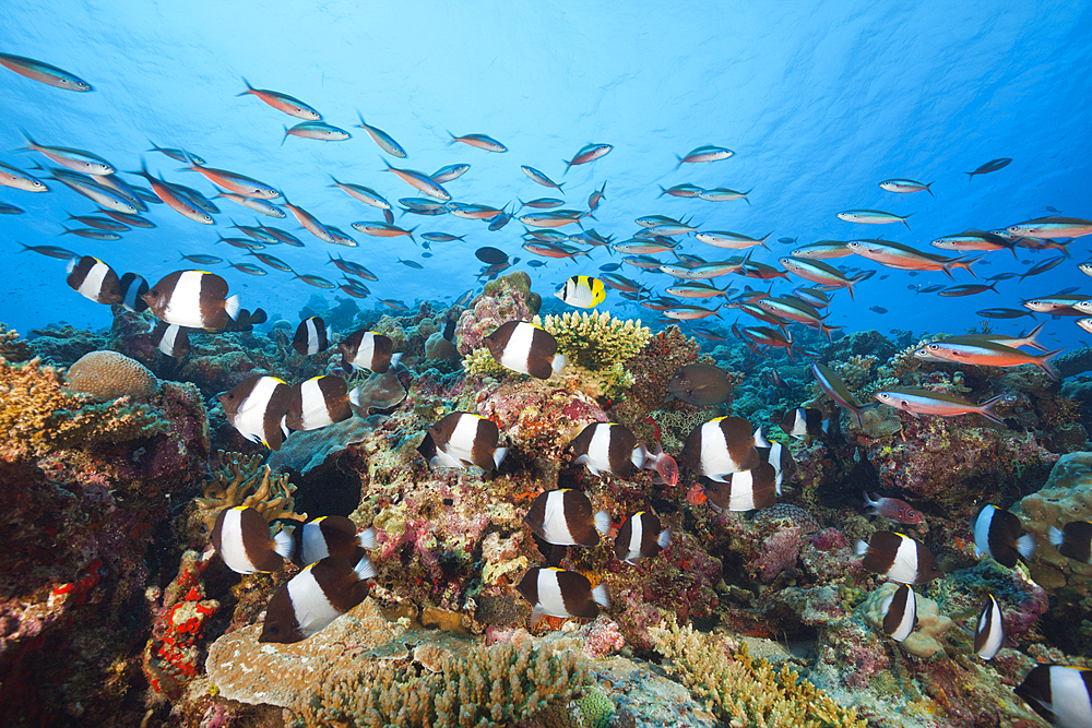 Black Pyramid Butterflyfish, Hemitaurichthys zoster, Thaa Atoll, Maldives