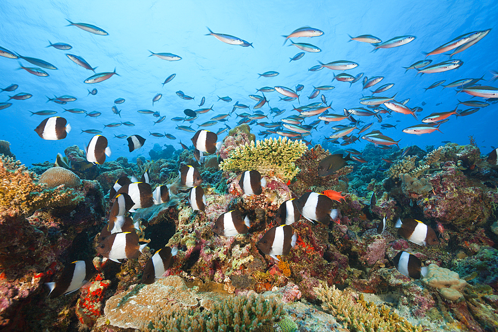 Black Pyramid Butterflyfish, Hemitaurichthys zoster, Thaa Atoll, Maldives