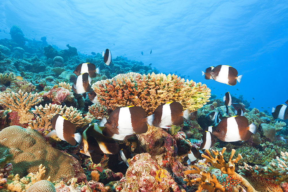 Black Pyramid Butterflyfish, Hemitaurichthys zoster, Thaa Atoll, Maldives