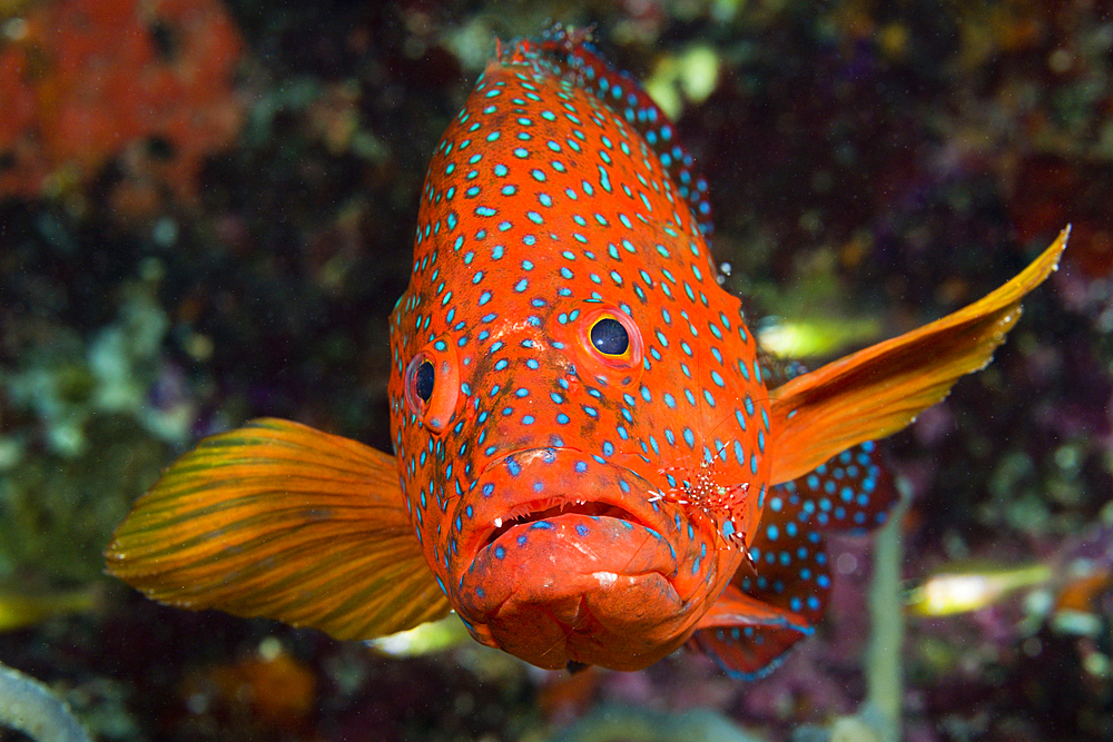 Coral Grouper, Cephalopholis miniata, Thaa Atoll, Maldives