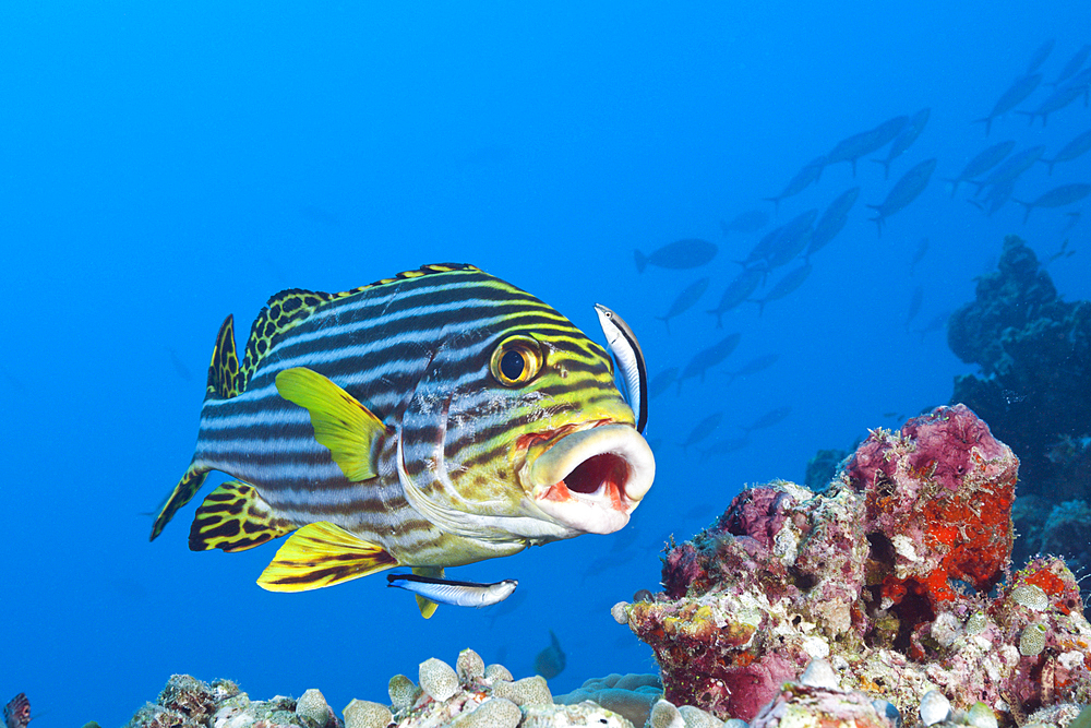 Oriental Sweetlips cleaned by Cleaner Wrasse, Plectorhinchus vittatus, Labroides dimidiatus, South Male Atoll, Maldives