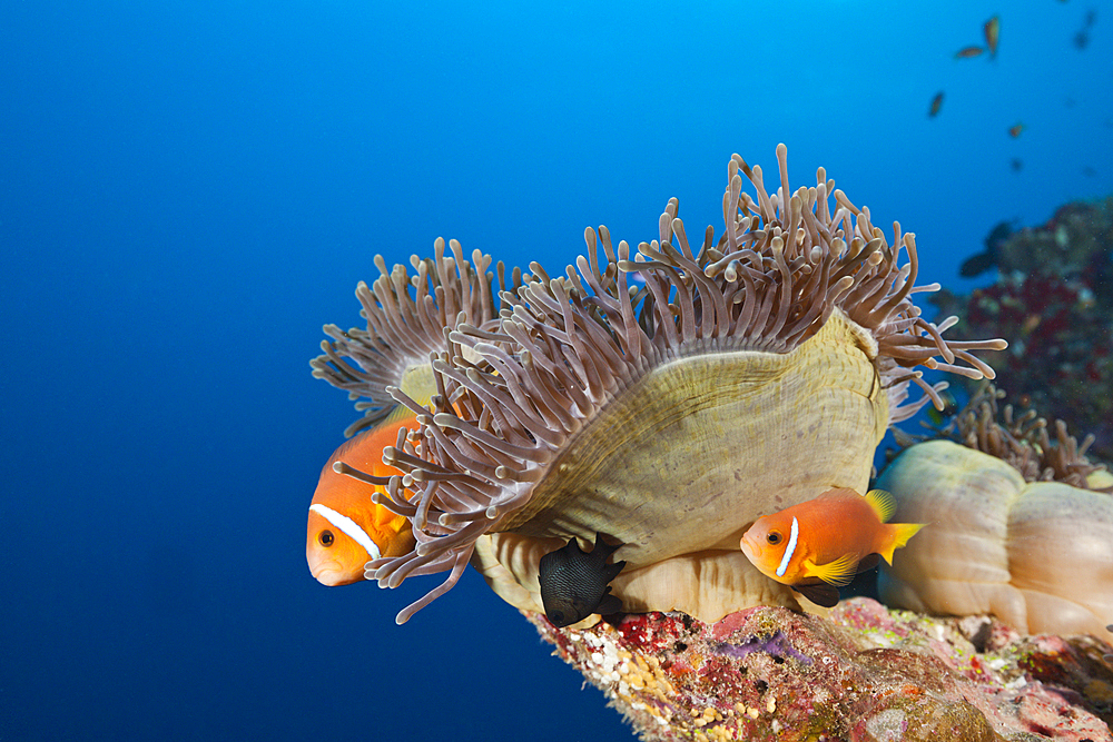 Maldives Anemonefish, Amphiprion nigripes, South Male Atoll, Maldives