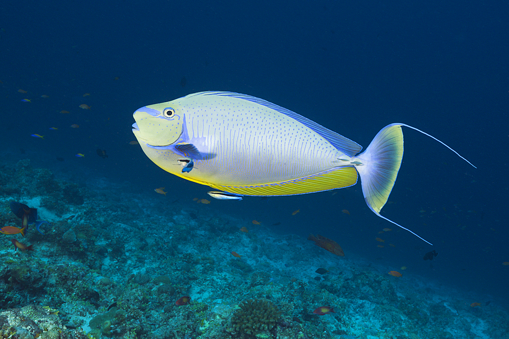 Bignose Unicornfish, Naso vlamingii, South Male Atoll, Maldives