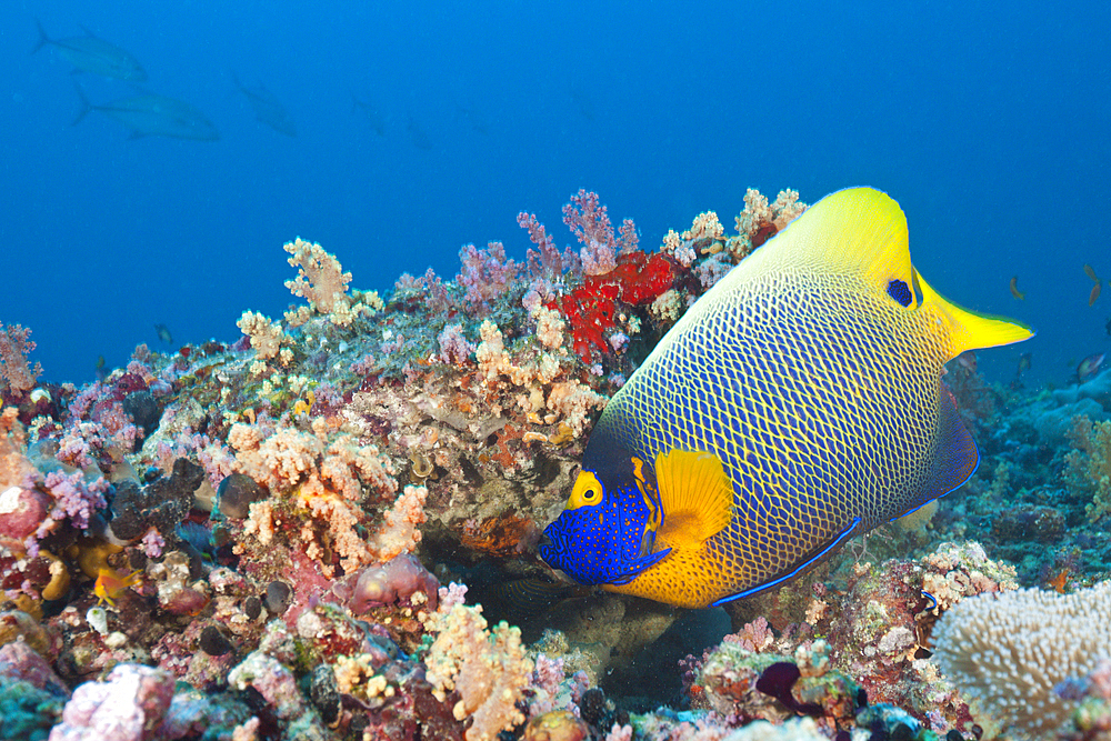 Yellowmask Angelfish, Pomacanthus xanthometopon, South Male Atoll, Maldives