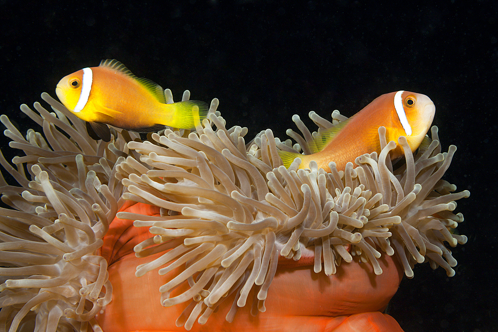 Maldives Anemonefish, Amphiprion nigripes, South Male Atoll, Maldives