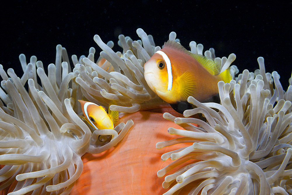 Maldives Anemonefish, Amphiprion nigripes, South Male Atoll, Maldives