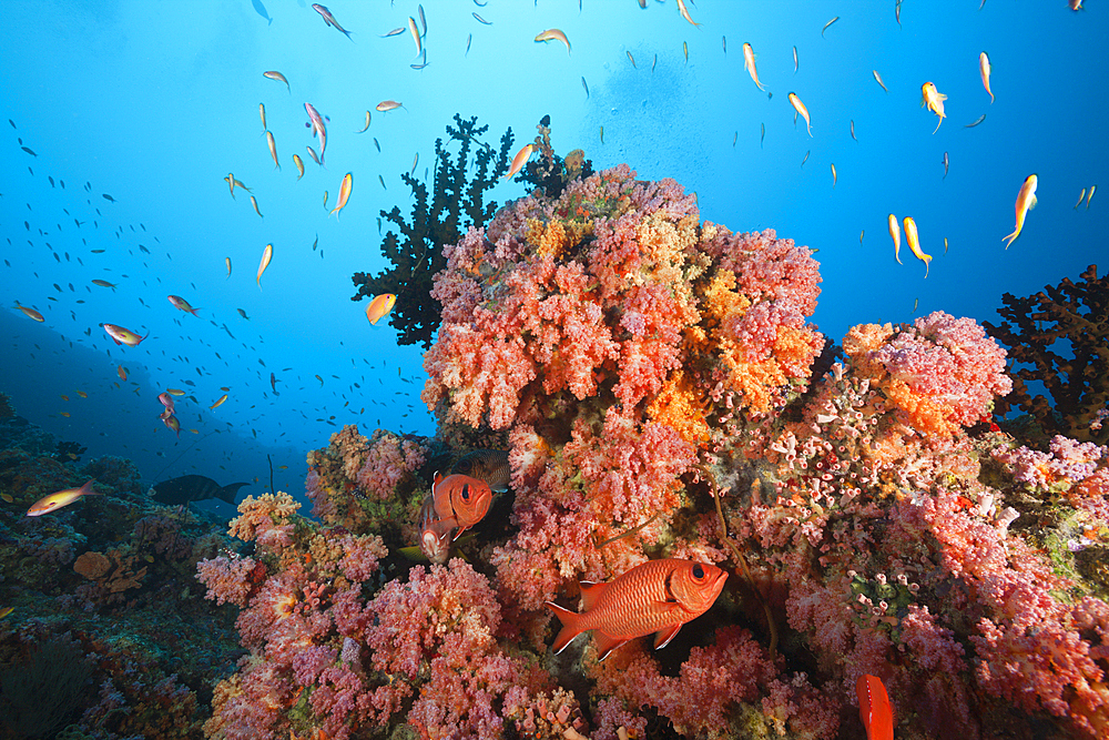 Soft Coral Reef, South Male Atoll, Maldives