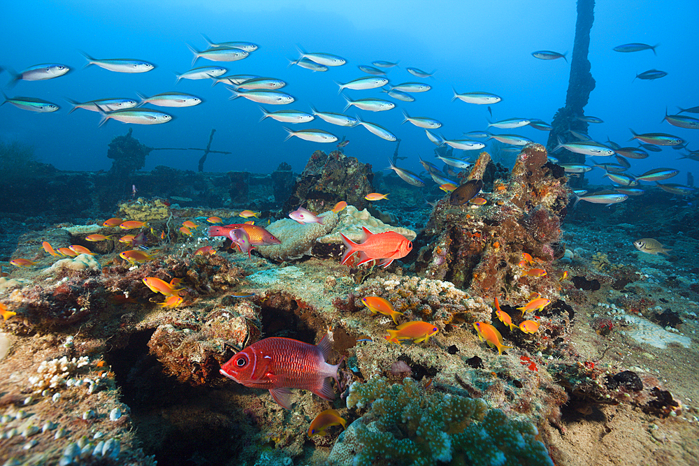 Schooling Fishes at Kuda Giri Wreck, South Male Atoll, Maldives