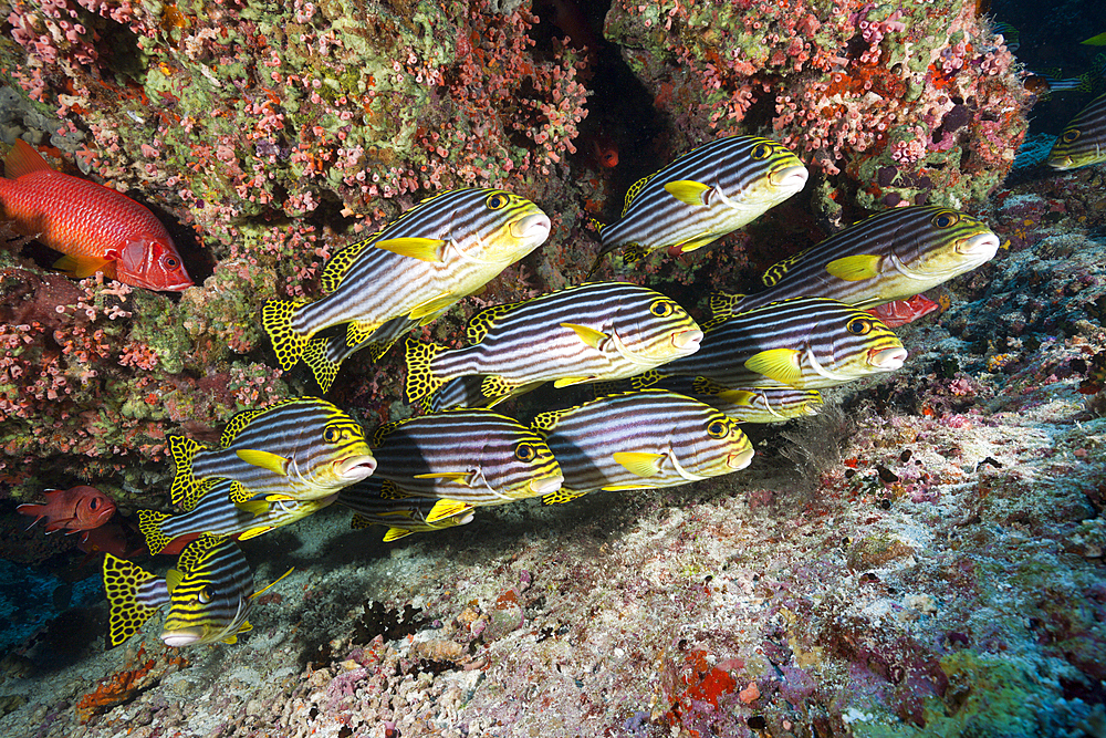 Oriental Sweetlips, Plectorhinchus vittatus, North Male Atoll, Maldives