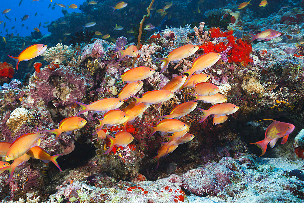 Shoal of Threadfin Anthias, Nemanthias carberryi, North Male Atoll, Maldives