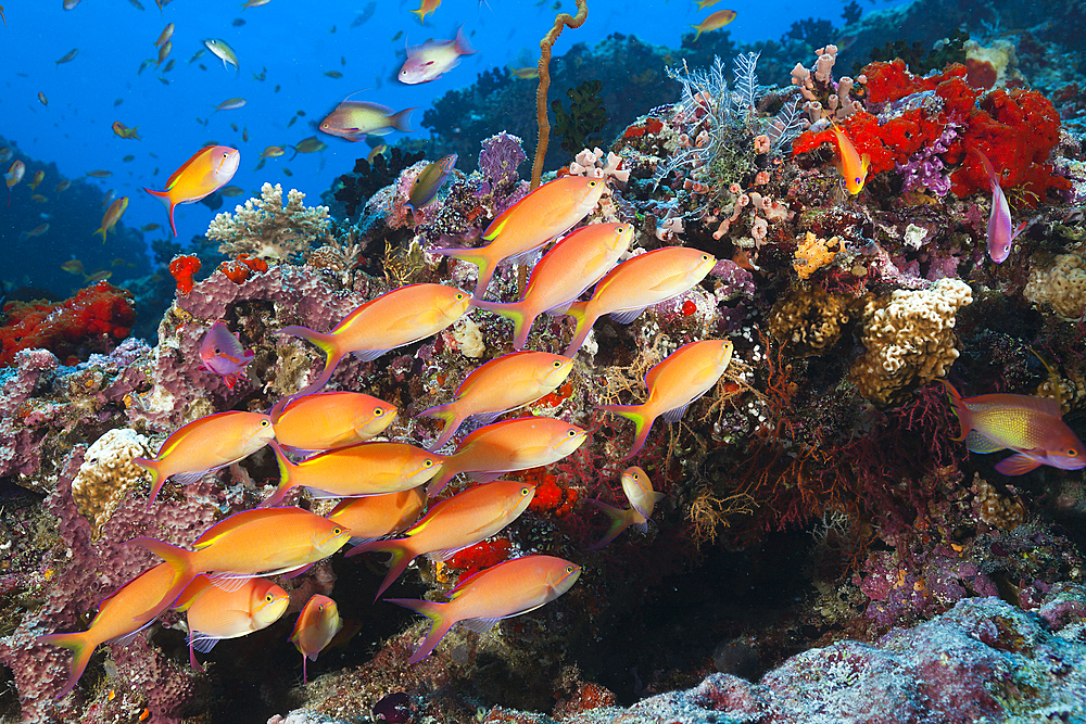 Shoal of Threadfin Anthias, Nemanthias carberryi, North Male Atoll, Maldives