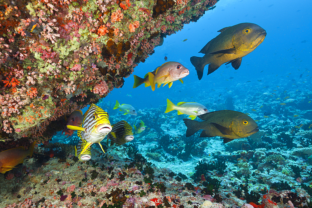 Snapper and Sweetlips in Coral Reef, North Male Atoll, Maldives