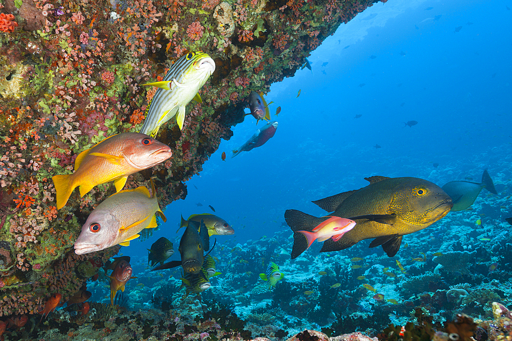 Snapper and Sweetlips in Coral Reef, North Male Atoll, Maldives