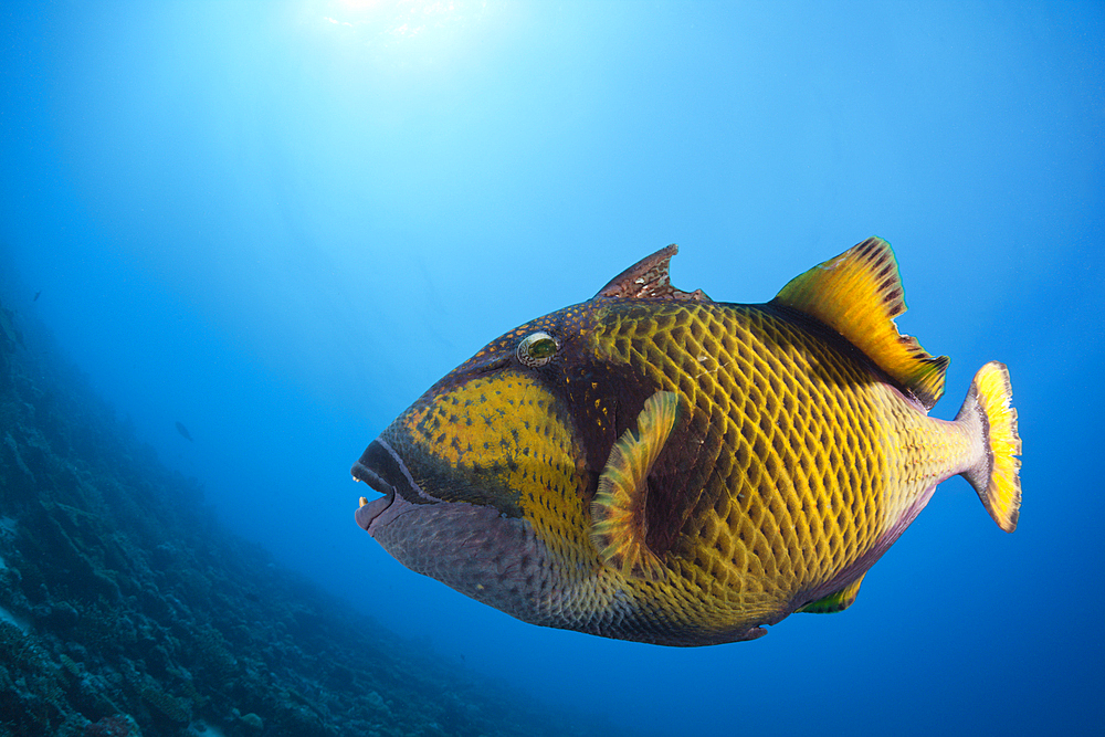 Green Triggerfish, Balistoides viridescens, North Male Atoll, Maldives