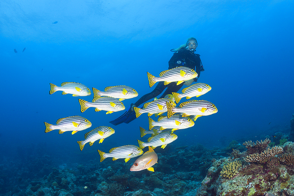 Oriental Sweetlips and Scuba Diver, Plectorhinchus vittatus, North Male Atoll, Maldives