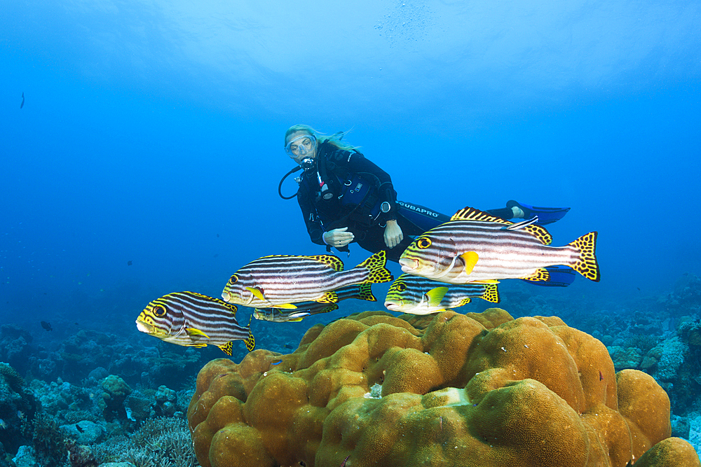 Oriental Sweetlips and Scuba Diver, Plectorhinchus vittatus, North Male Atoll, Maldives