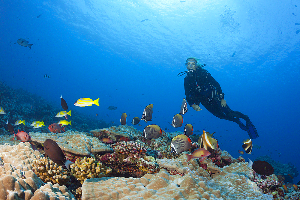 Red-tailed Butterflyfish and Scuba Diver, Chaetodon collare, North Male Atoll, Maldives