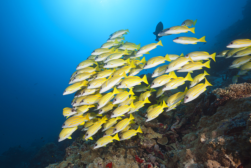 Shoal of Bluestripe Snapper, Lutjanus kasmira, North Male Atoll, Maldives