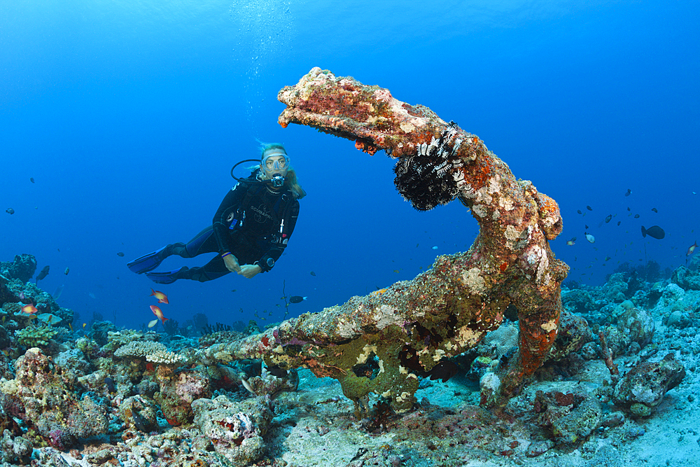 Scuba diver finds old Anchor in Coral Reef, North Male Atoll, Maldives