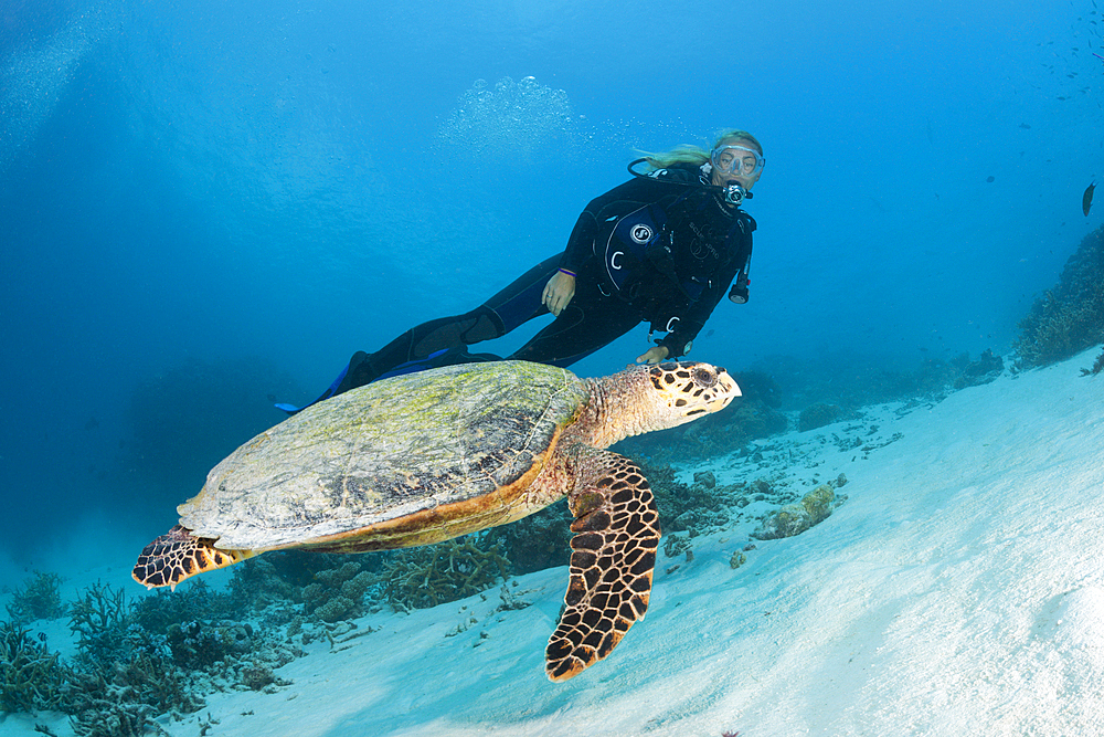 Hawksbill Sea Turtle and Scuba diver, Eretmochelys imbricata, North Male Atoll, Maldives