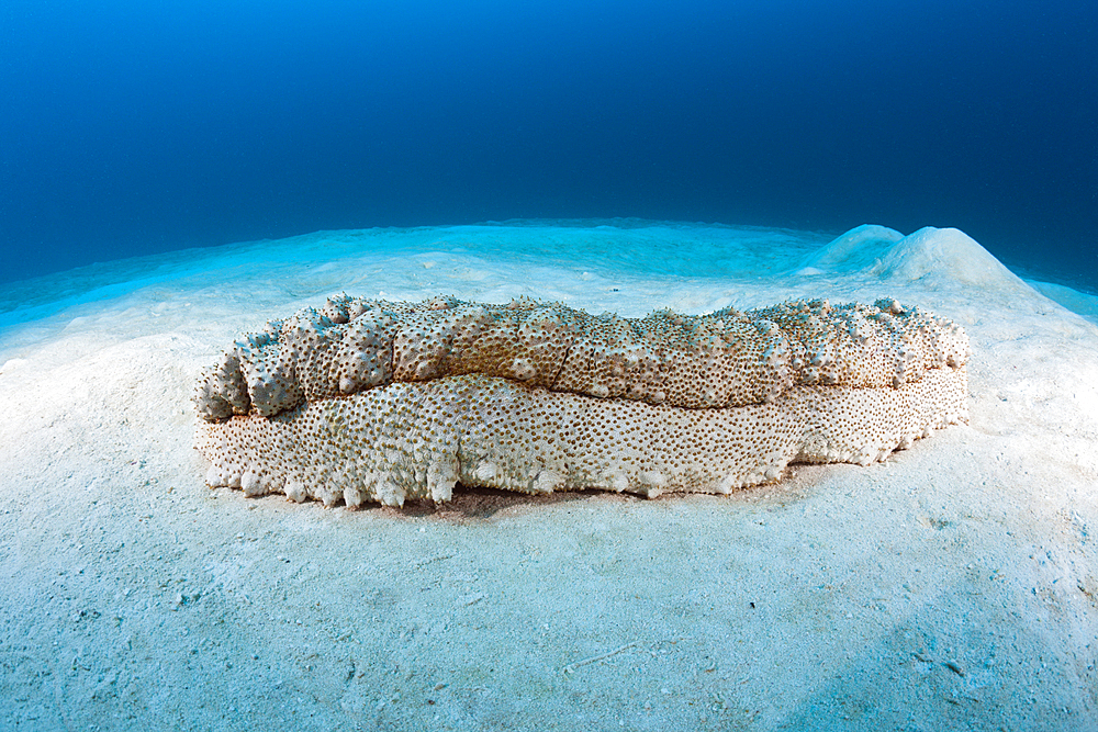 Anax Sea Cucumber, Thelenota anax, North Male Atoll, Maldives