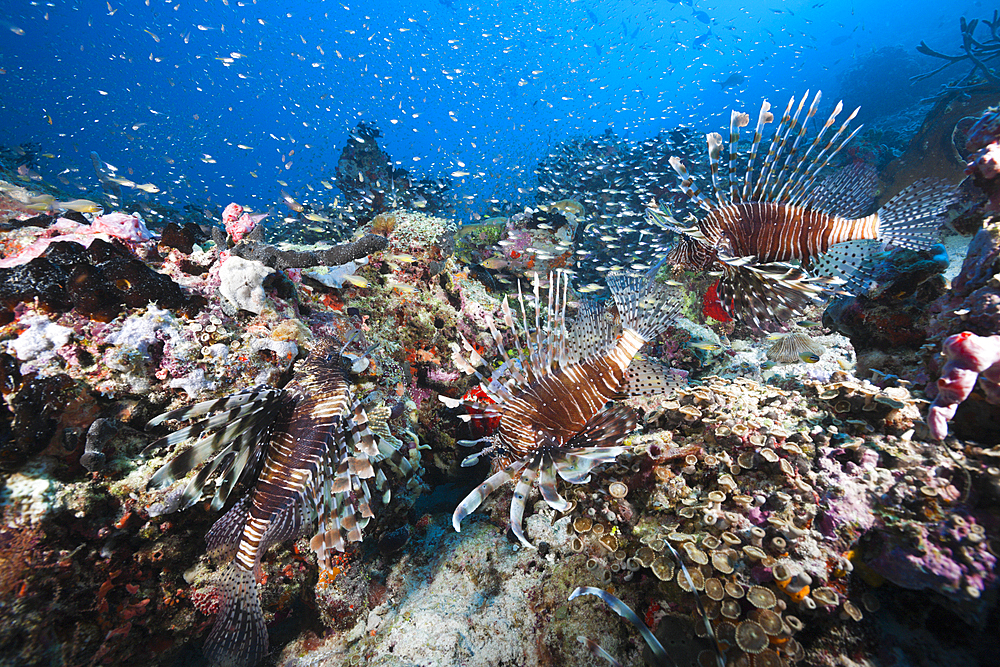 Lionfishes over Coral Reef, Pterois miles, North Male Atoll, Maldives