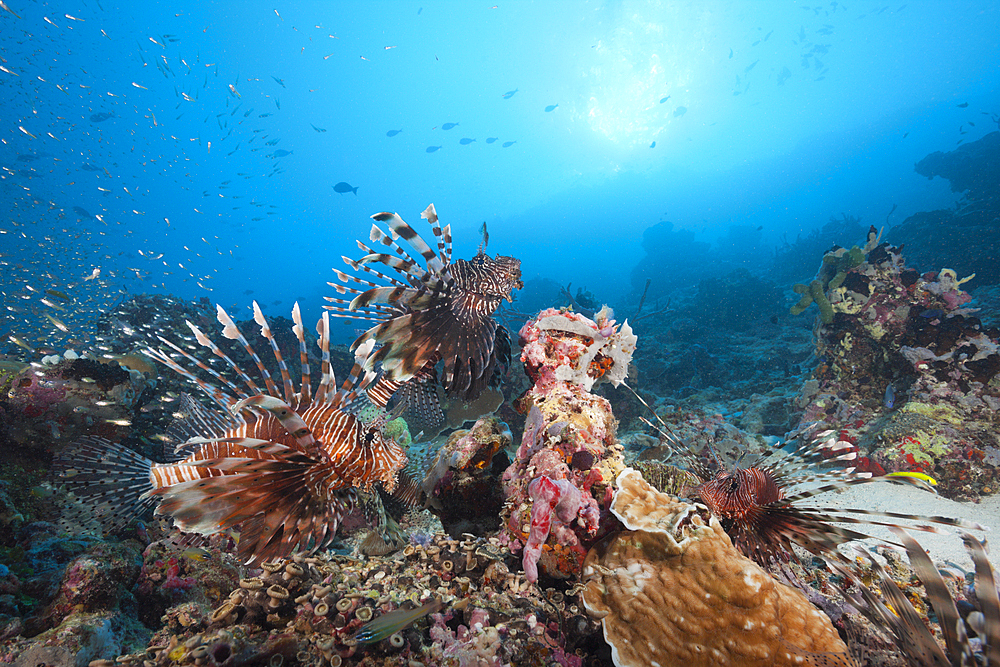 Lionfishes over Coral Reef, Pterois miles, North Male Atoll, Maldives