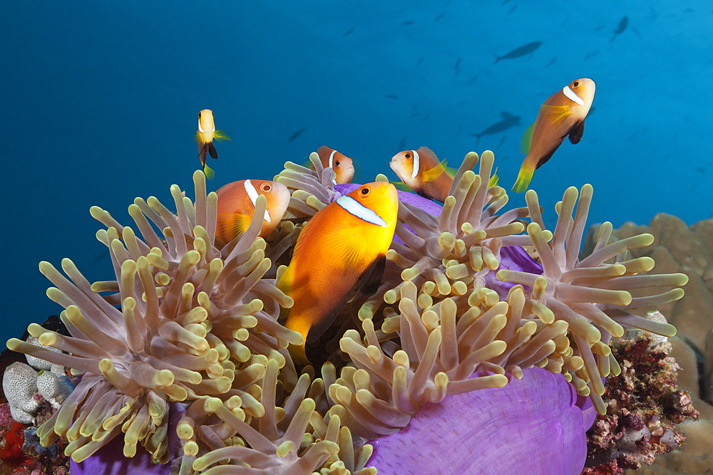 Maldives Anemonefish, Amphiprion nigripes, North Male Atoll, Maldives