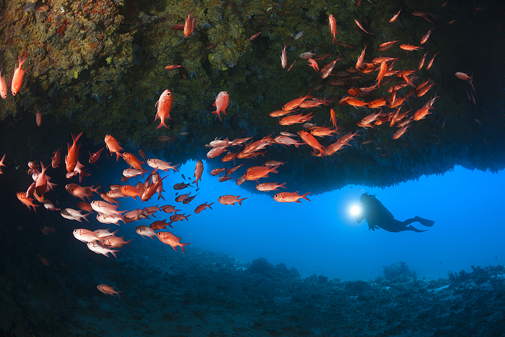 Scuba Diver explores Cave, North Male Atoll, Maldives