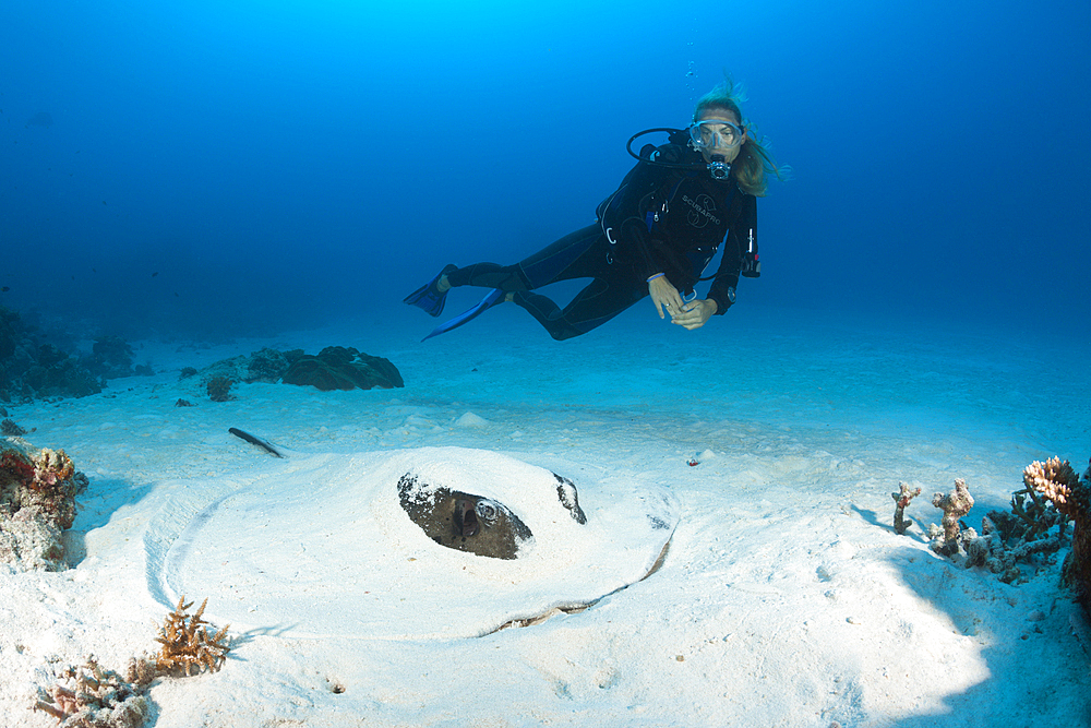 Blackspotted Stingray hiding in Sand, Taeniura meyeni, North Male Atoll, Maldives