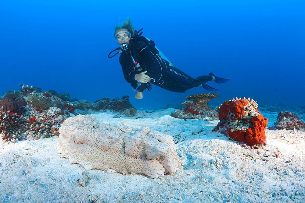 Scuba Diver and Anax Sea Cucumber, Thelenota anax, North Male Atoll, Maldives