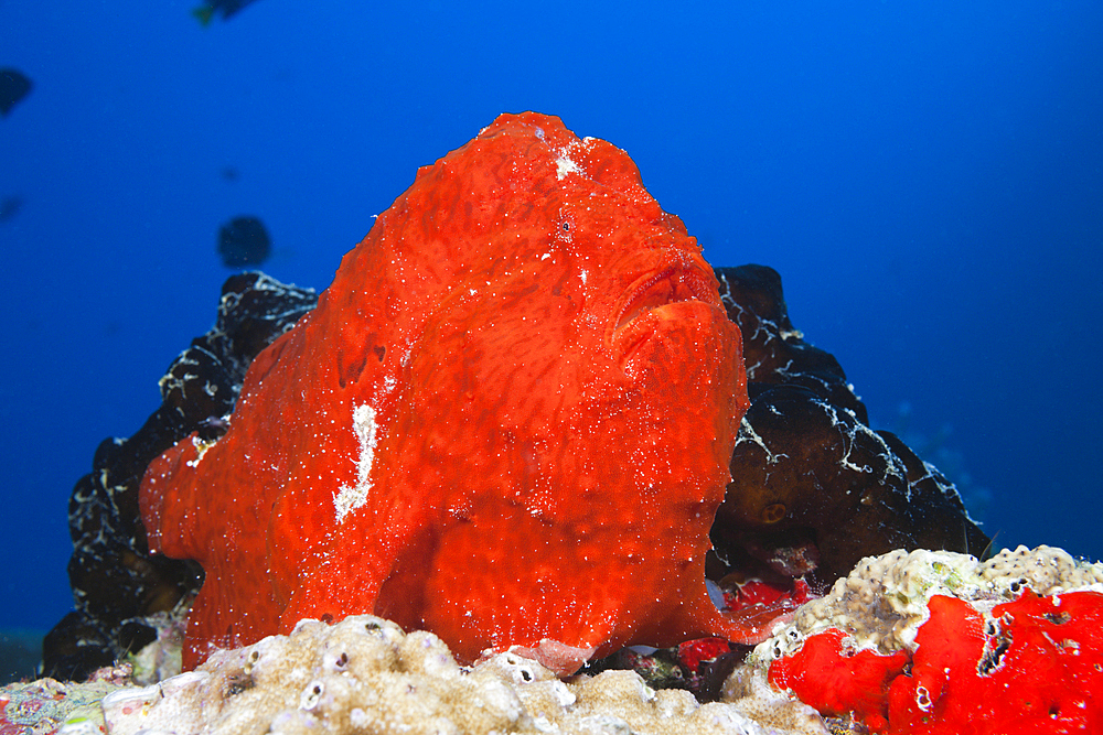 Red Giant Frogfish, Antennarius commersonii, North Male Atoll, Maldives