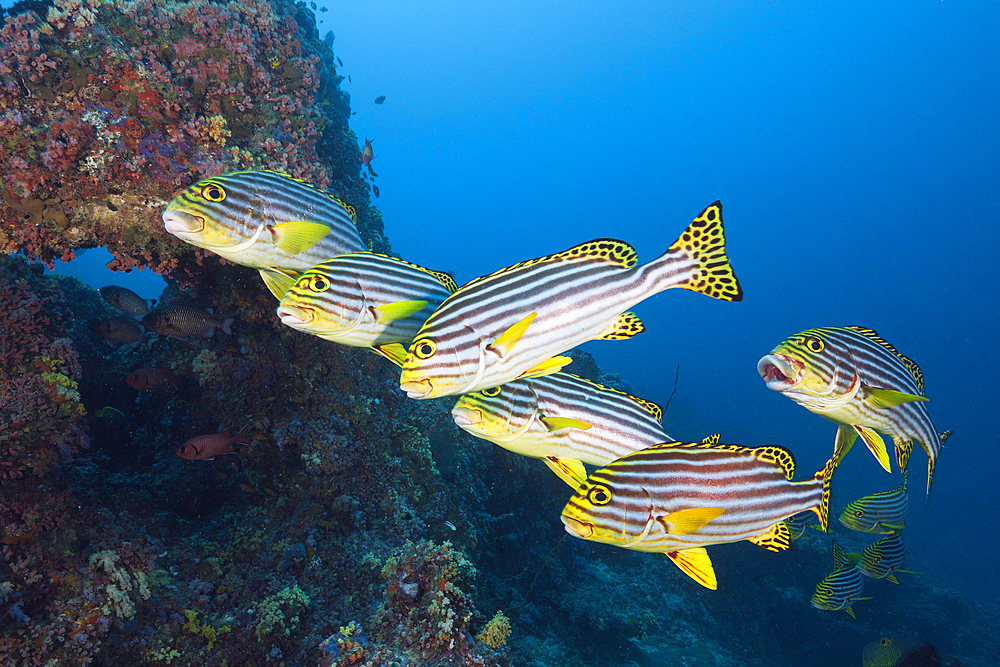 Oriental Sweetlips, Plectorhinchus vittatus, South Male Atoll, Maldives