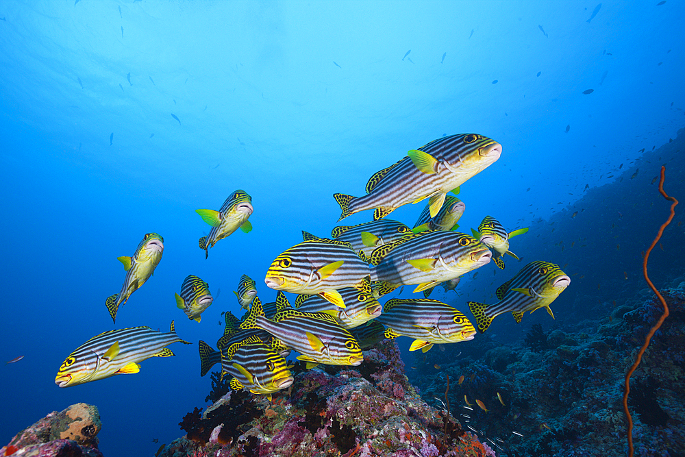 Oriental Sweetlips, Plectorhinchus vittatus, South Male Atoll, Maldives