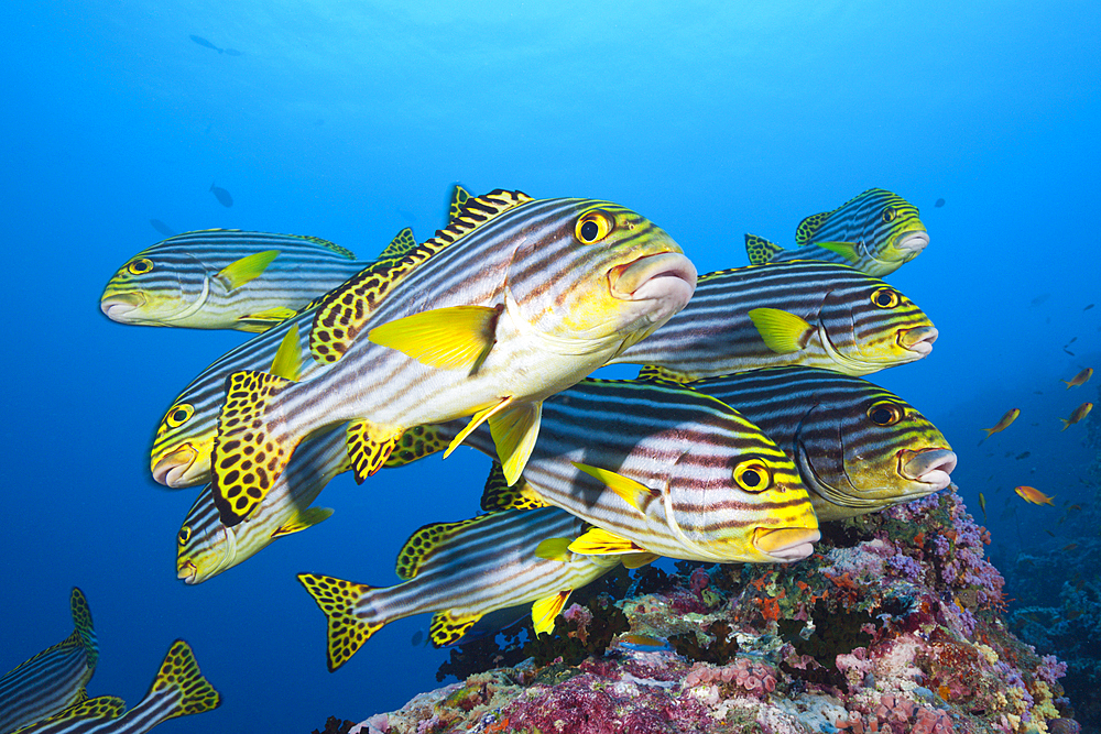 Oriental Sweetlips, Plectorhinchus vittatus, South Male Atoll, Maldives