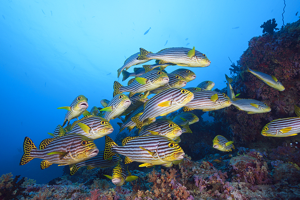 Oriental Sweetlips, Plectorhinchus vittatus, South Male Atoll, Maldives